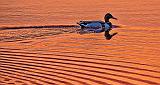 Swimming Duck At Sunrise_P1120327